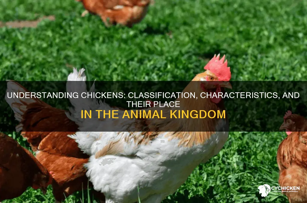 what type of animal is a chicken