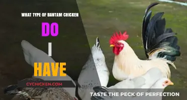 Identifying Your Bantam Chicken Breed: A Comprehensive Guide for Owners