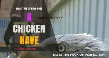 Understanding the Unique Beak Structure of Chickens: A Detailed Exploration