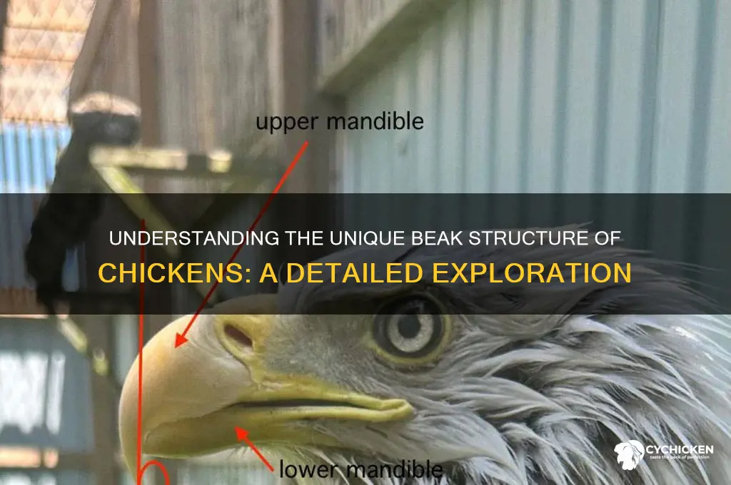 what type of beak does a chicken have