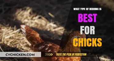 Choosing the Best Bedding for Chicks: Comfort, Safety, and Health Tips
