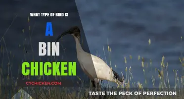 Unveiling the Bin Chicken: Australia's Unique White Ibis Mystery