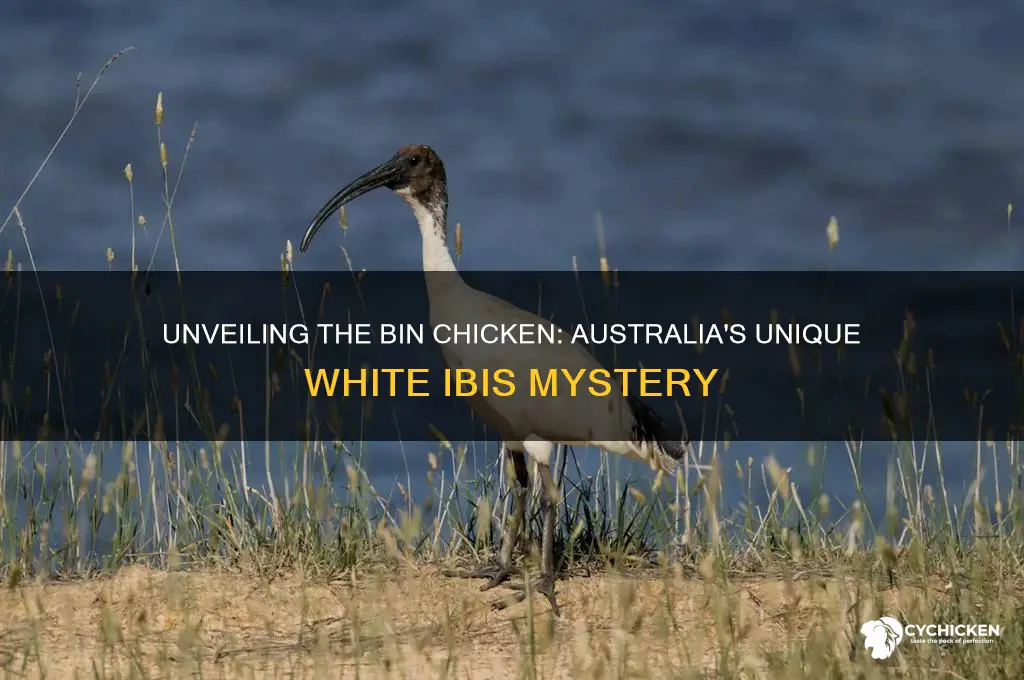 what type of bird is a bin chicken