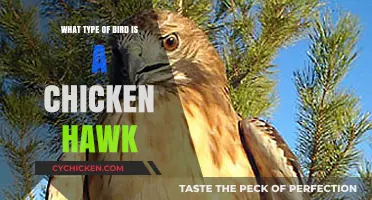 Unveiling the Truth: What Type of Bird is a Chicken Hawk?