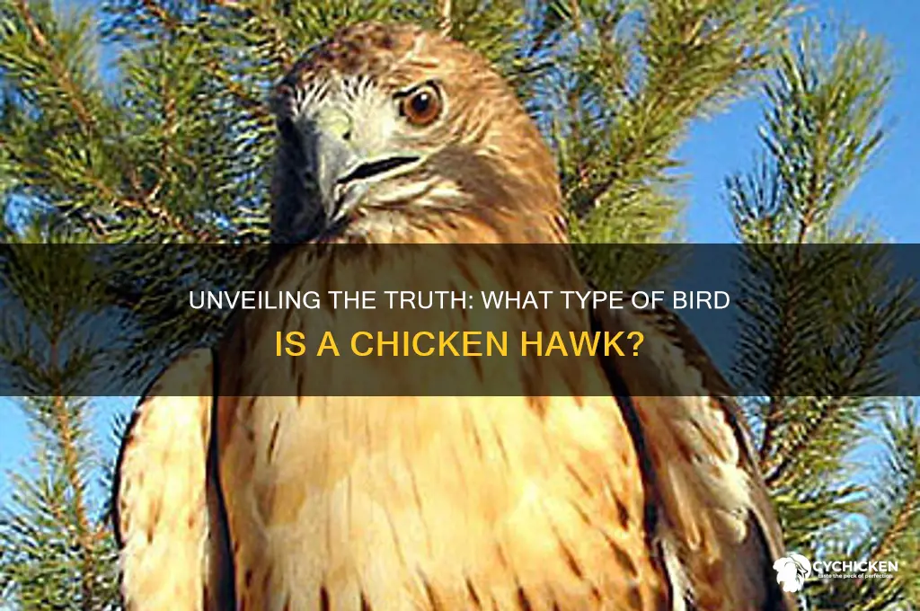 what type of bird is a chicken hawk