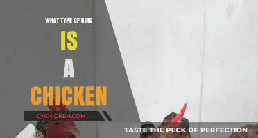Is a Chicken a Bird? Unraveling the Poultry Puzzle