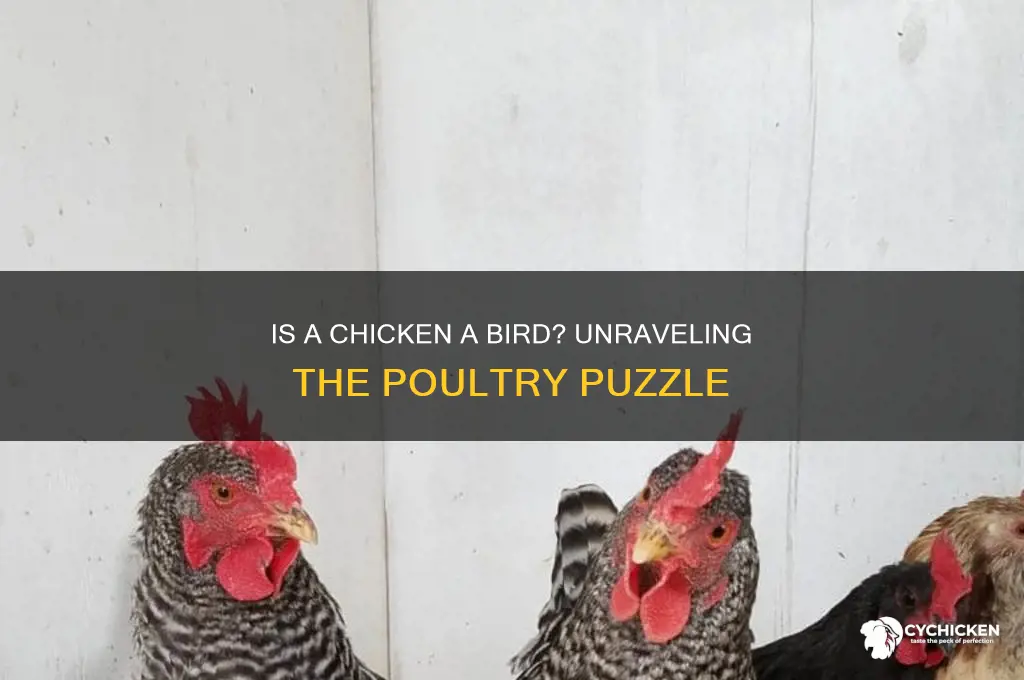 what type of bird is a chicken