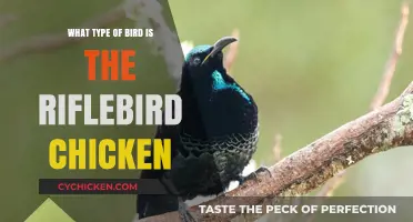 Riflebird Chicken: Unveiling the Unique Species and Its Fascinating Traits