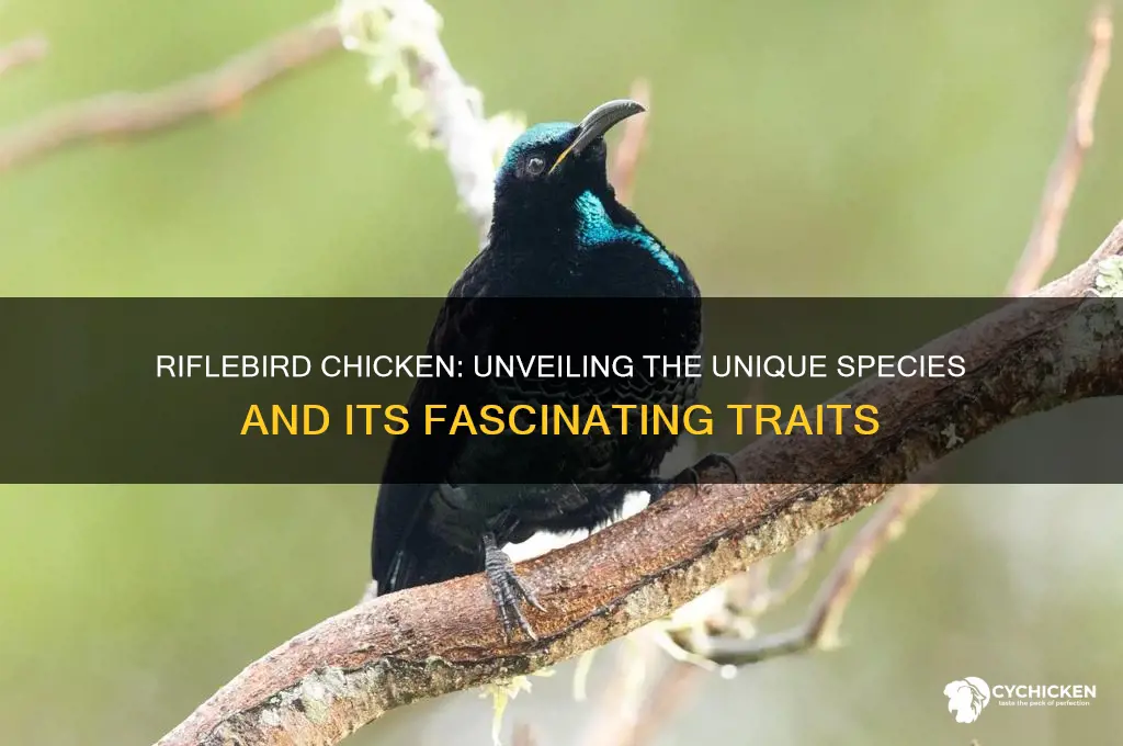 what type of bird is the riflebird chicken