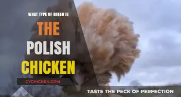 Discover the Unique Characteristics of the Polish Chicken Breed