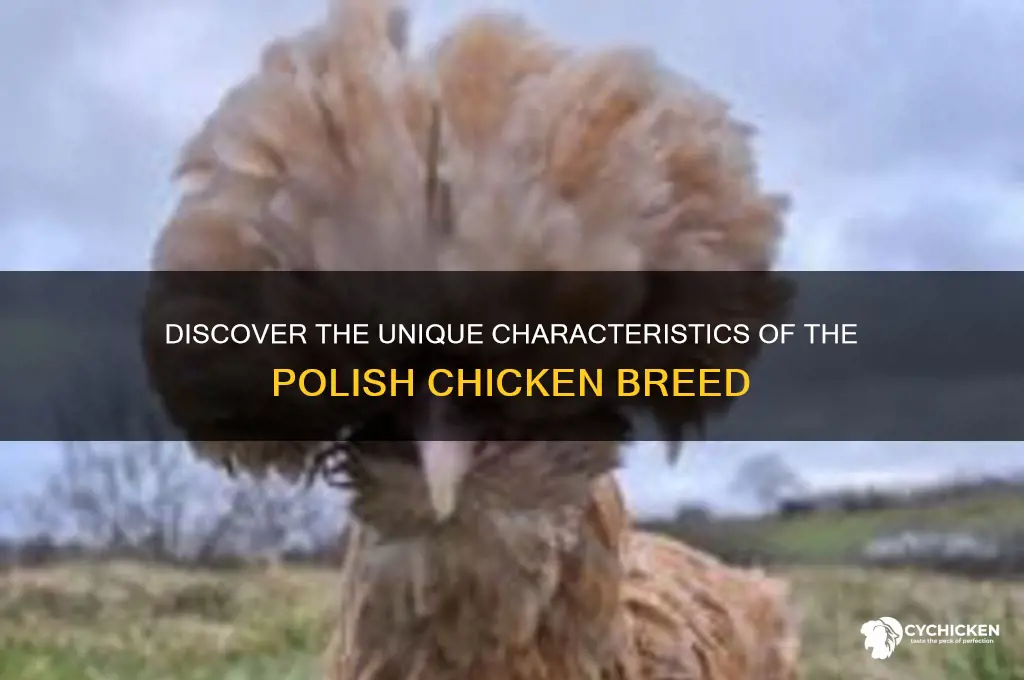 what type of breed is the polish chicken