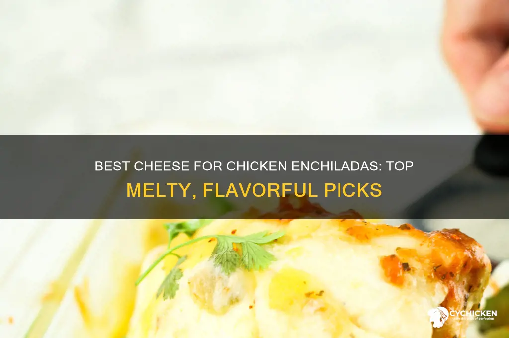 what type of cheese for chicken enchiladas