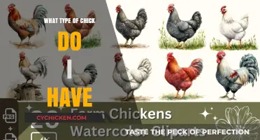 Identifying Your Chick: A Guide to Chicken Breed Recognition