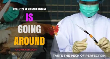 Emerging Chicken Disease Outbreaks: Symptoms, Prevention, and Treatment Tips