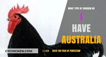 Identifying Your Australian Chicken Breed: A Comprehensive Guide for Owners