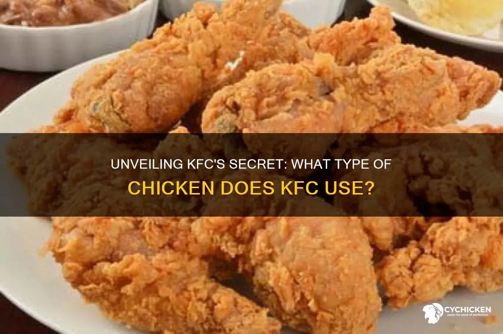 what type of chicken does kfc have