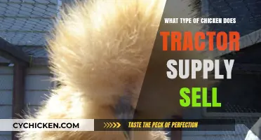 Tractor Supply's Chicken Breeds: A Guide to Their Poultry Offerings