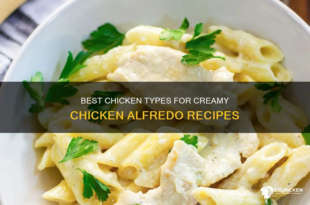 what type of chicken for chicken alfredo