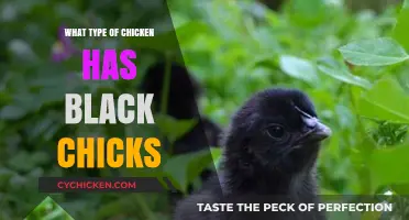 Discovering Chicken Breeds: Which Lay Unique Black Chicks?
