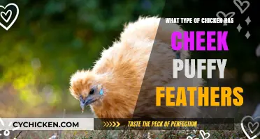 Puffy-Cheeked Chickens: Discovering Breeds with Unique Feathered Faces