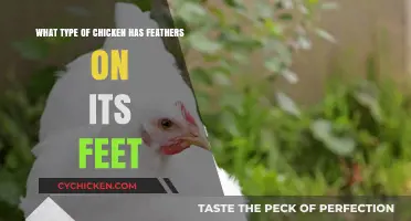 Feather-Footed Chicken Breeds: What's the Fluff About?