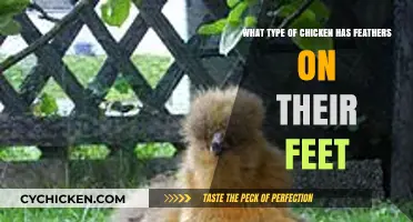 Chicken with Feathered Feet: What Breed is This?