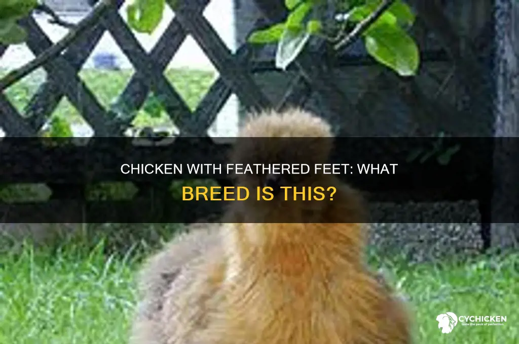 what type of chicken has feathers on their feet