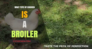 Understanding Broiler Chickens: Types, Characteristics, and Farming Practices