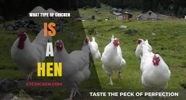 Understanding Hens: Identifying the Chicken Breed of a Hen