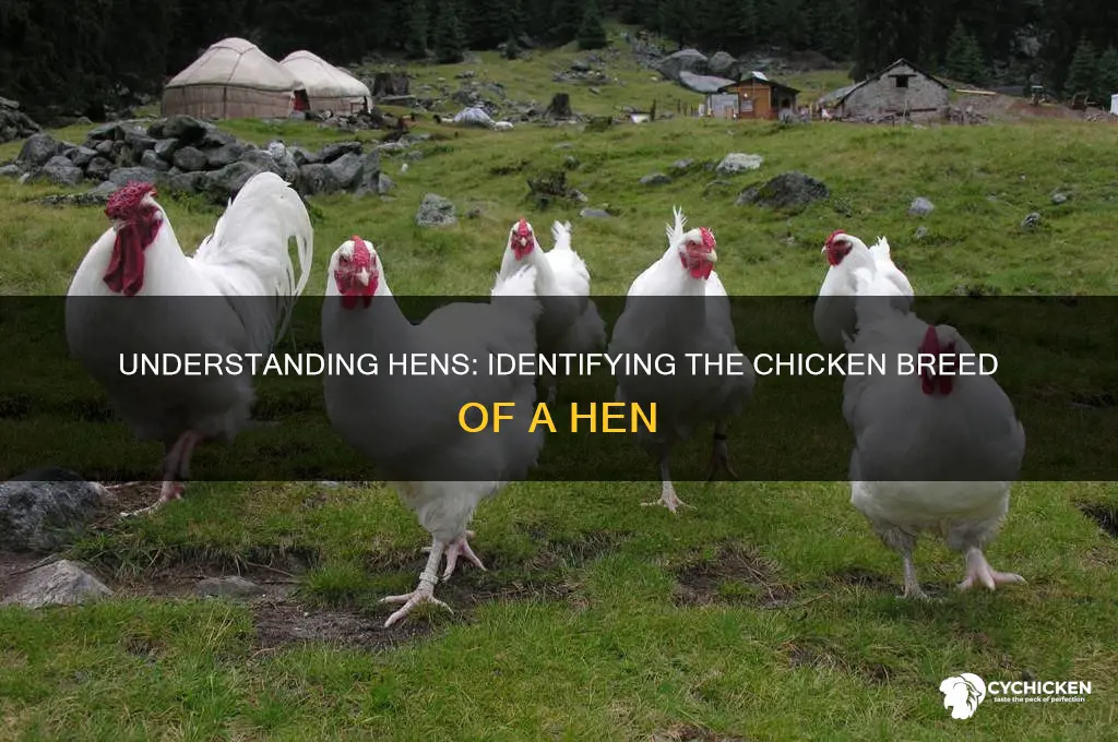 what type of chicken is a hen