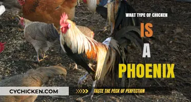 Discover the Unique Phoenix Chicken Breed: History, Traits, and Care Tips