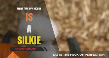 Discover the Unique Silkie Chicken: Breed, Characteristics, and Care Tips