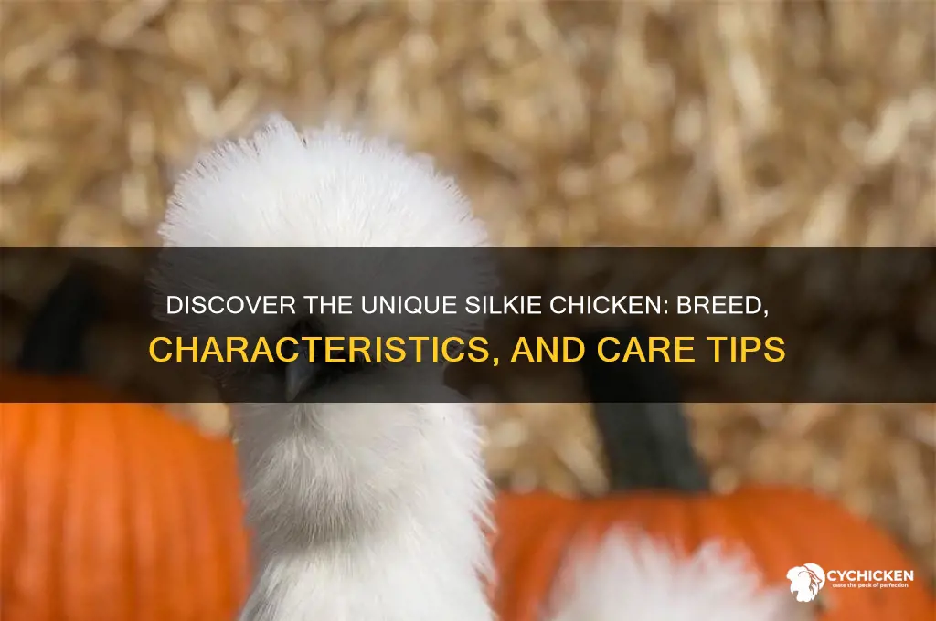 what type of chicken is a silkie