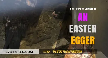Discover the Unique Easter Egger Chicken Breed and Its Eggs