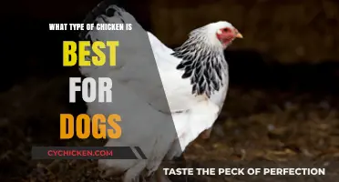 Choosing the Best Chicken Type for Your Dog's Health and Happiness