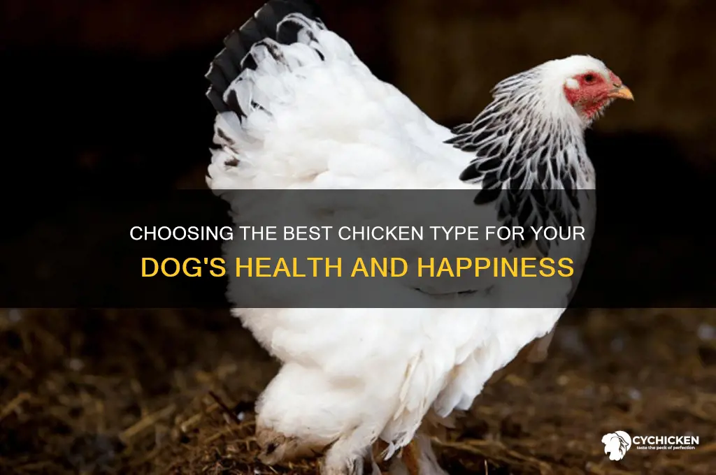 what type of chicken is best for dogs