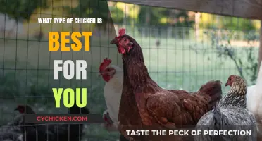 Choosing the Perfect Chicken Breed: A Guide to Your Ideal Match