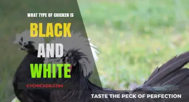 Discovering the Striking Black and White Chicken Breeds: A Guide