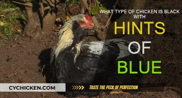 Black Chickens: Blue Hue or Illusion?