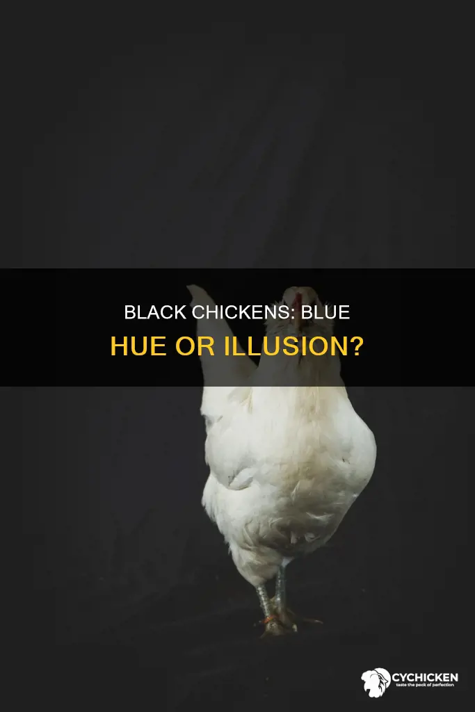 what type of chicken is black with hints of blue