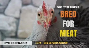 Understanding Meat Chicken Breeds: Types and Characteristics for Optimal Production