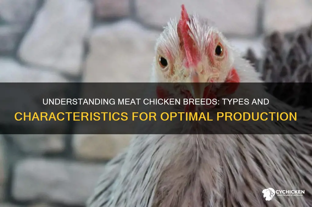 what type of chicken is bred for meat