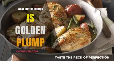 Golden Plump Chicken: Breed, Characteristics, and Culinary Uses Explained
