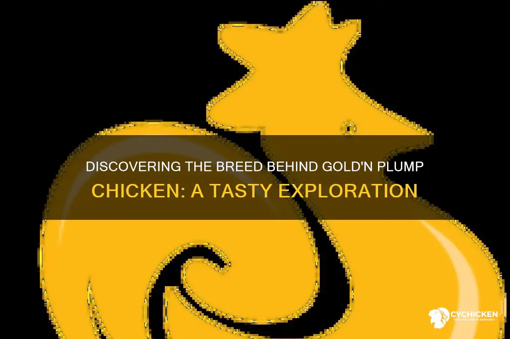 what type of chicken is gold