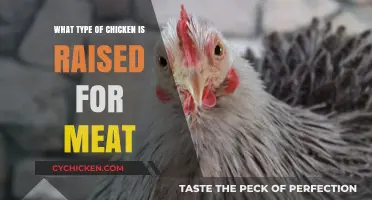 Understanding Meat Chicken Breeds: Types Raised for Poultry Production