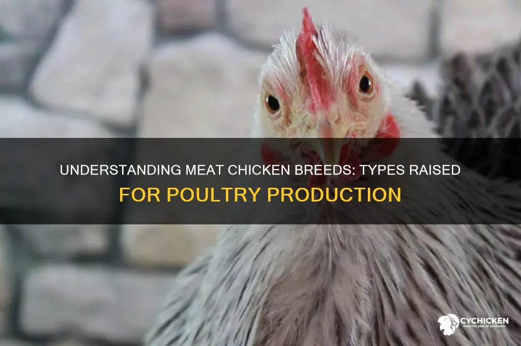 what type of chicken is raised for meat