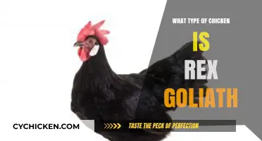 Rex Goliath: Unveiling the Unique Chicken Breed and Its Characteristics