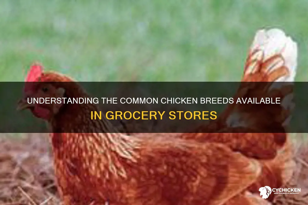 what type of chicken is sold in stores