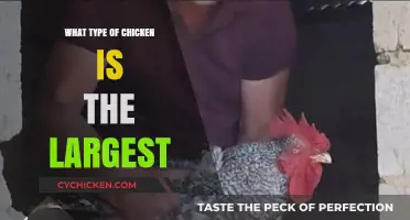 Discovering the World's Largest Chicken Breed: A Comprehensive Guide
