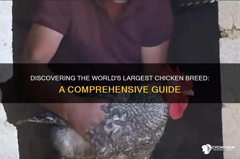 what type of chicken is the largest